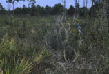 Florida scrub jay