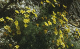 Giant coreopsis