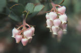 Manzanita