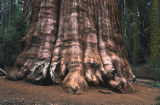 Giant Sequoia