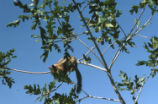 Golden-mantled ground squirrel