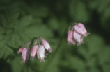 Pacific bleeding heart