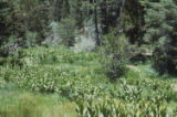 California false hellebore and Sierra lodgepole pine