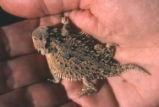 Pygmy horned lizard