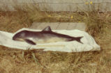 Harbor porpoise