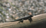 Western fence lizard