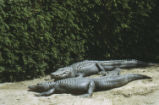 American alligators