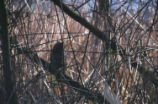 Great horned owl