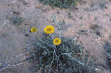 Yellow flowers