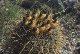 California barrel cactus