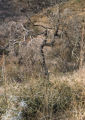 Coastal sage scrub oak