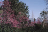 California redbud