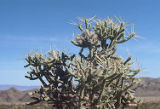 Branched pencil cholla