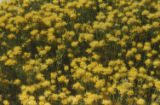 Rubber rabbitbrush