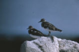 Black turnstone