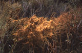 Dodder growing on yerba santa