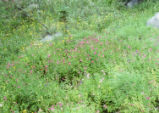 Purple monkeyflower