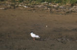 Bonaparte's gull