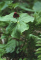 Red trillium