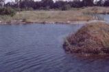 Bernard Field Station lake