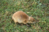 Prairie dog