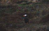 Tufted puffin