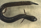 Conger eel