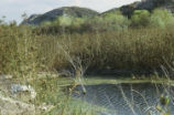 Beaver pond and dam