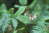 Salal