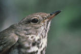Swainson's thrush