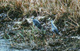 Yellow-crowned night heron
