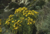 Giant coreopsis