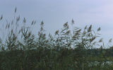 Common reed