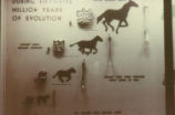 Horse evolution