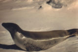 Crabeater seal