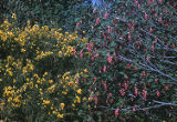 Common gorse and currant