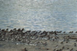 Least sandpipers, western sandpipers, and dunlins