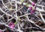 Island mallow