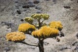 Coastal agave