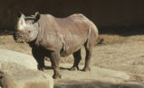 Black rhinoceros