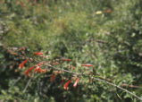 San Gabriel beardtongue