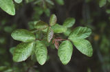 Pacific poison oak