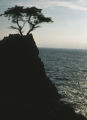 Lone Cypress
