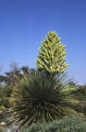 Parry's beargrass