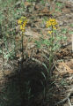 Sanddune wallflower