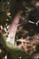 American chestnut