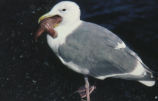 Western gull eating a sea star