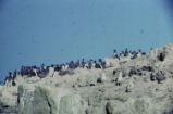 Common murre colony