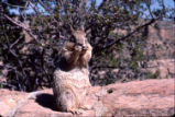 California ground squirrel