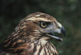 Northern goshawk